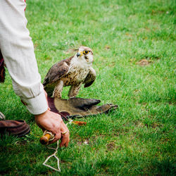 Cropped image of falconer with falcon on grassy field