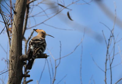 Low angle view of bird perching on branch