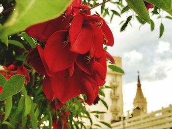 Close-up of red flowers against sky