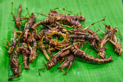 High angle view of insect