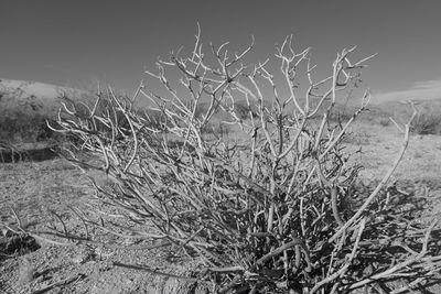 Close-up of plants on field against sky