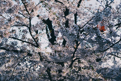 Low angle view of cherry blossoms in spring