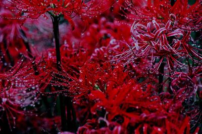 Full frame shot of red flowering plants