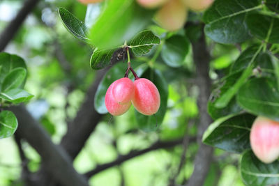 Close-up of red berries growing on plant