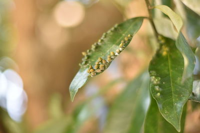 Close-up of raindrops on leaves