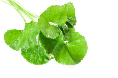 Close-up of green leaf against white background