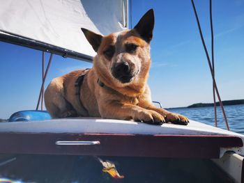 Dog sitting on a boat