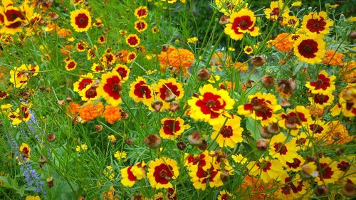 Close-up of yellow flowers blooming in field