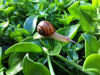 Close-up of snail on plant