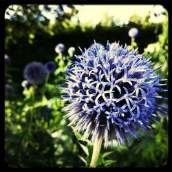 Close-up of purple flowers