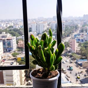 Close-up of succulent plant in city