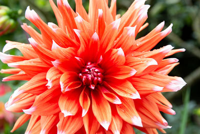 Close-up of red dahlia