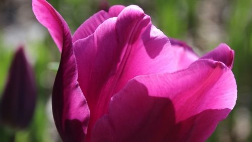 Close-up of pink rose flower