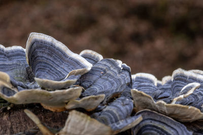 Close-up of dry shoes