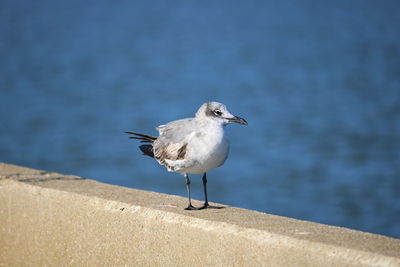 Seagull perching on retaining wall