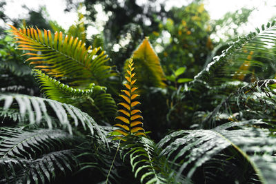 Close-up of fern leaves