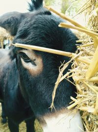 Close-up of a horse