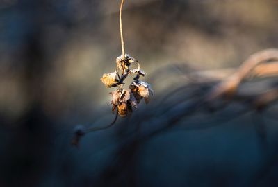 Close-up of wilted plant