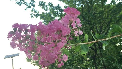 Close-up of pink flowers