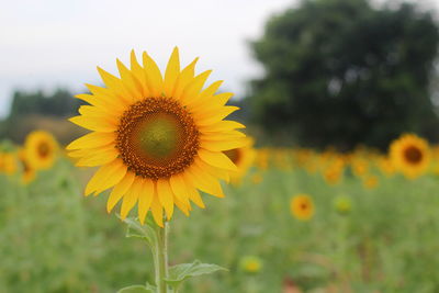 Close-up of sunflower on field