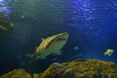 High angle view of swimming in sea