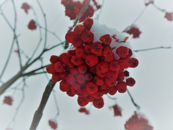 Close-up of red berries on tree