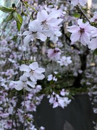 Close-up of apple blossoms in spring