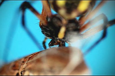 Close-up of insect on leaf