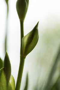 Close-up of plant