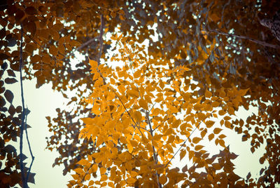 Close-up of tree branches