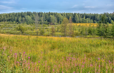 Scenic view of grassy field and trees in forest