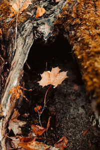 Close-up of maple leaves on tree trunk