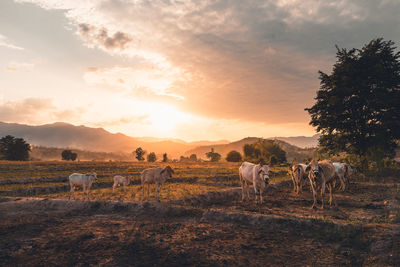 Horses grazing on field against sky during sunset