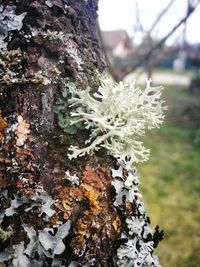 Close-up of moss growing on tree trunk