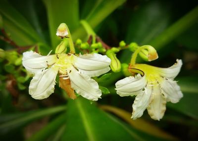 Close-up of insect on flower