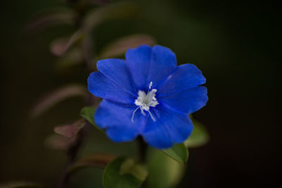 Close-up of purple blue flower