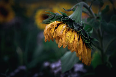 Close-up of wilted flower