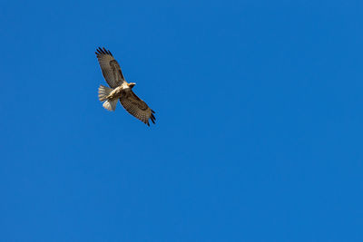 Low angle view of hawk flying against clear blue sky