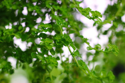 Close-up of green plant