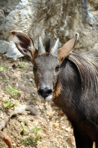 Portrait of deer