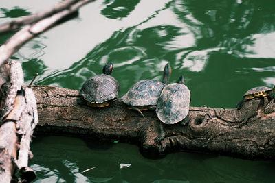 High angle view of turtle in lake