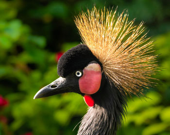 Close-up of a bird