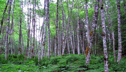 Trees growing in forest