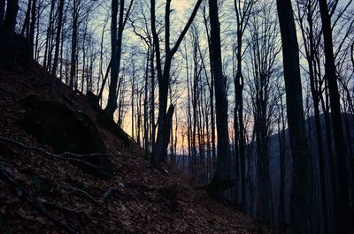 Close-up of trees in forest against sky