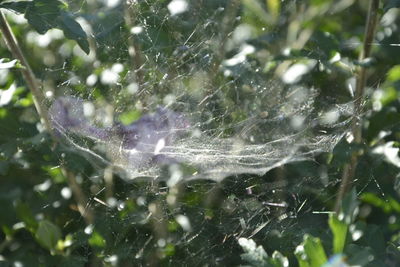 Close-up of spider web on plant