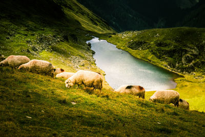 Cows grazing on field