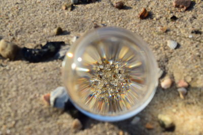 Close-up of seashell on beach