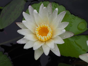 Close-up of wet yellow water lily