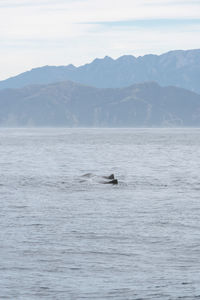 Sperm whale sighting on a boat tour from kaikoura, new zealand