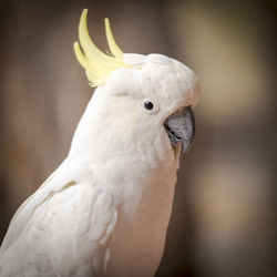 Cheeky cockatoo parrot bird in the australian bush